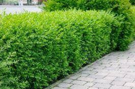 Winter Privet 'Atrovirens' 10-pack