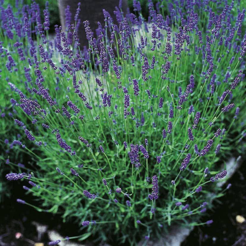 Omnia Garden Lavandula angustifolia 'Hidcote', 2L, 2-pack