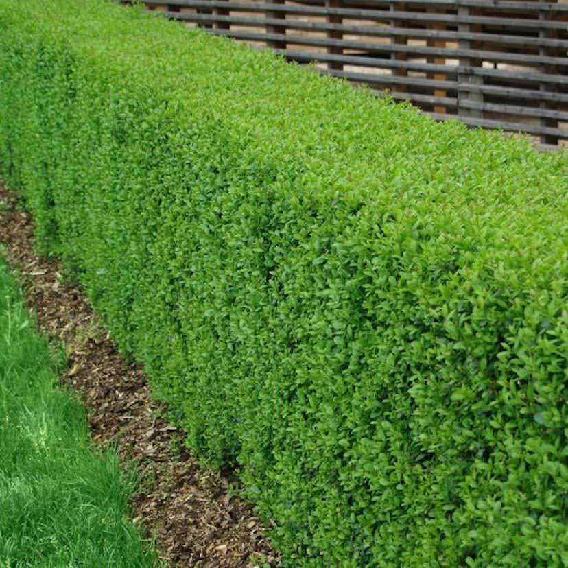 Omnia Garden Ligustrum vulgare, co, 100-p