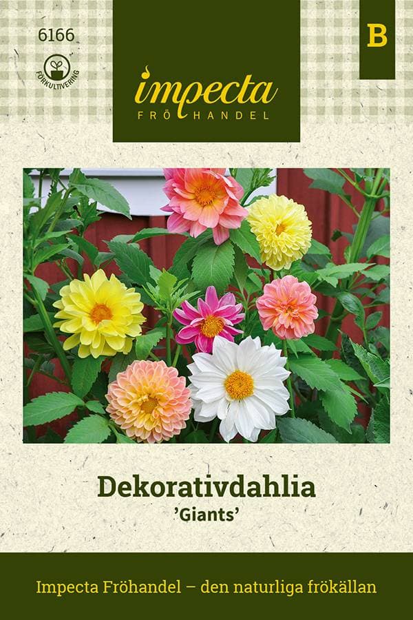 Impecta Dahlia, Dekorativ- Giants