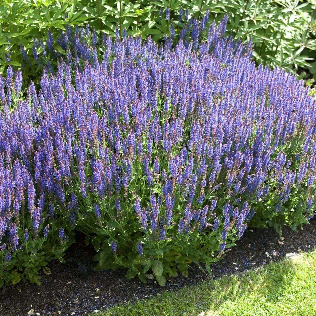 Salvia nemorosa Blauhügel, Stäppsalvia