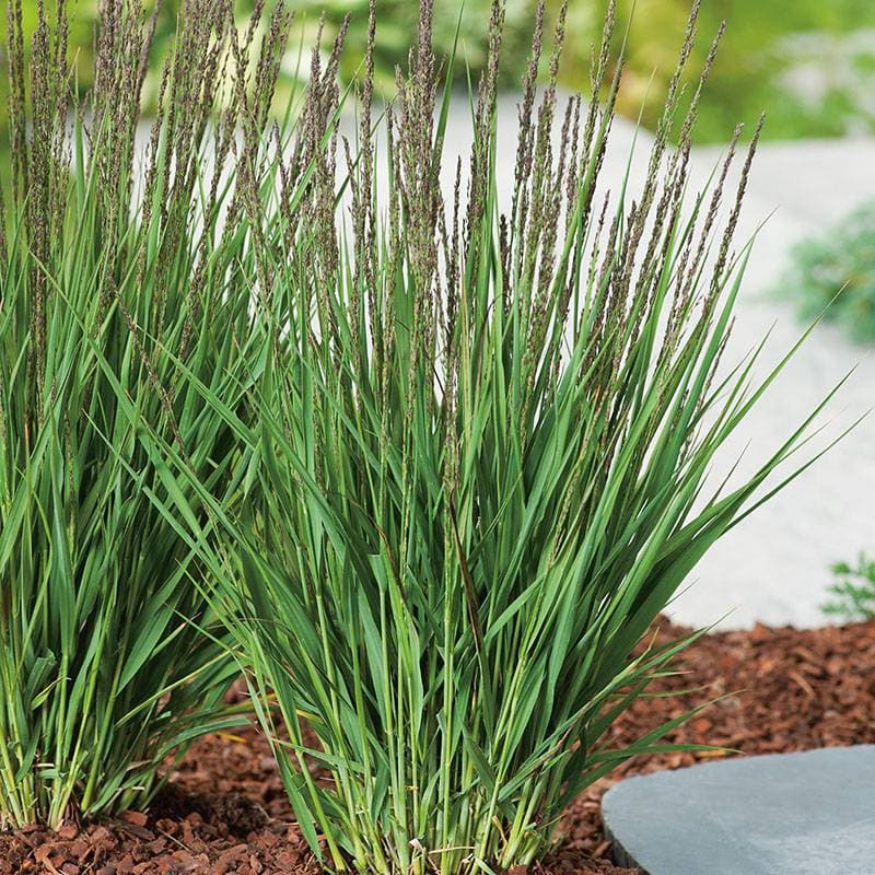 Omnia Garden Blåtåtel 'Moorhexe' 2L, 10-pack