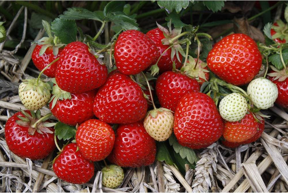 Omnia Garden Bärbuske Jordgubbe Rumba Krukodlad 6-Pack