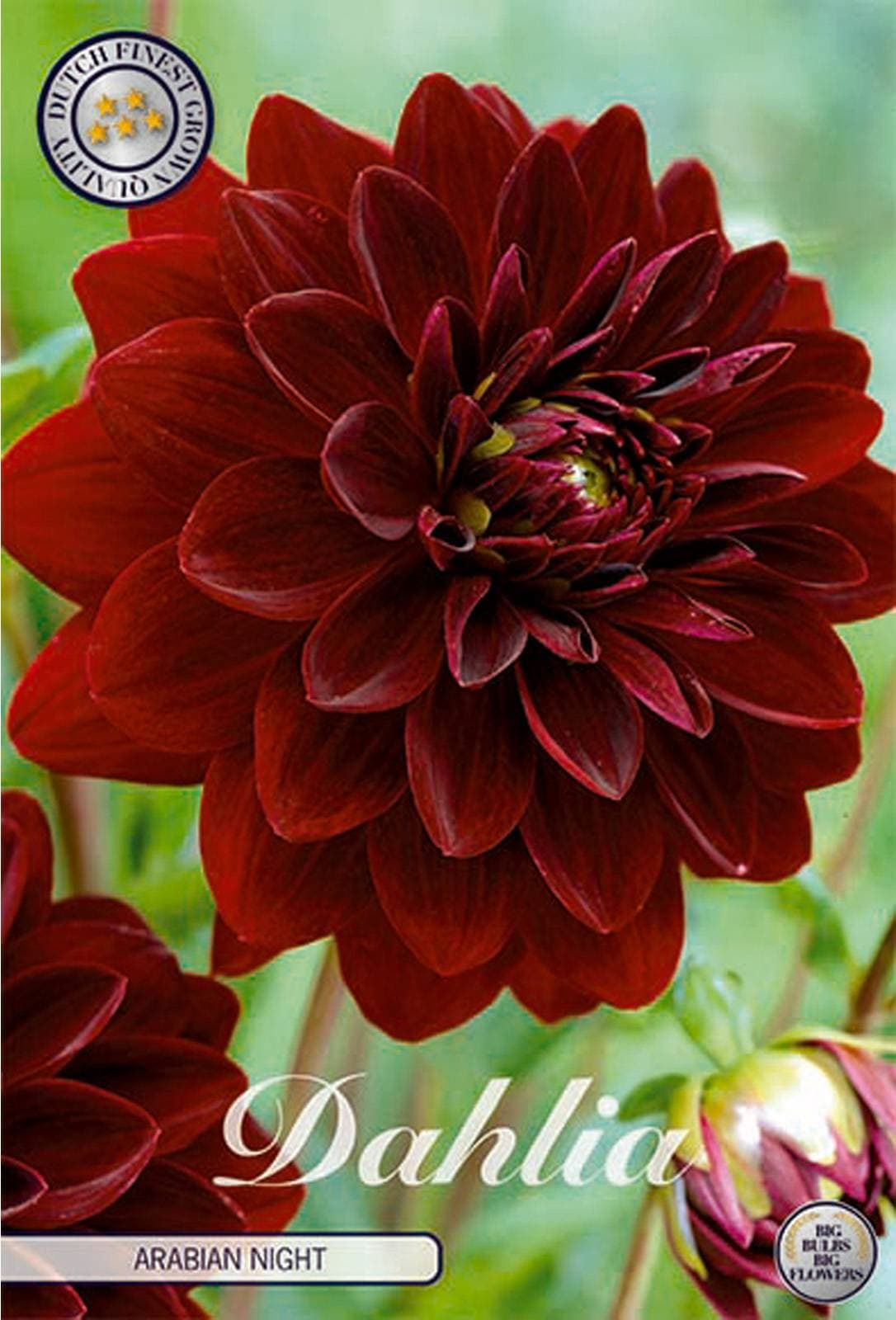 Dahlia Dekorativ Arabian Night 1st