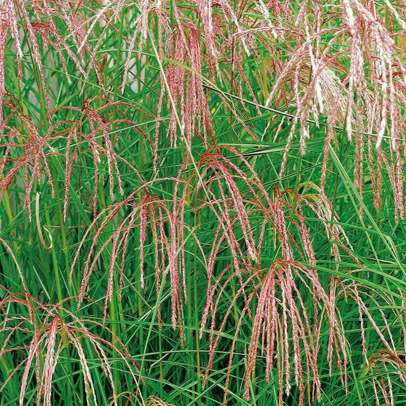 Wexthuset Glansmiskantus OMNIA GARDEN Miscanthus sinensis 'Flamingo'