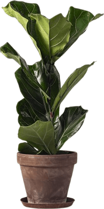Interflora Fiolfikus 60cm