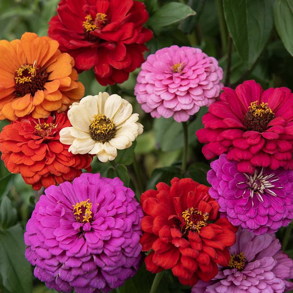 Impecta Zinnia