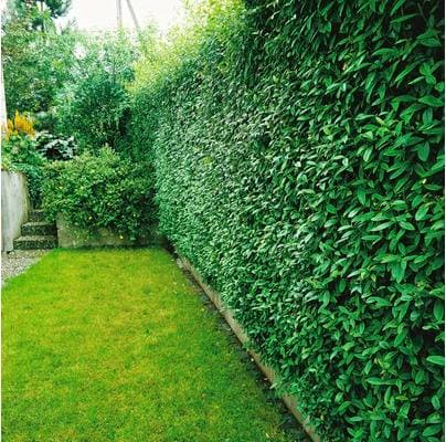 Omnia Garden Liguster Ligustrum Vulgare 30-50 cm 150-pack