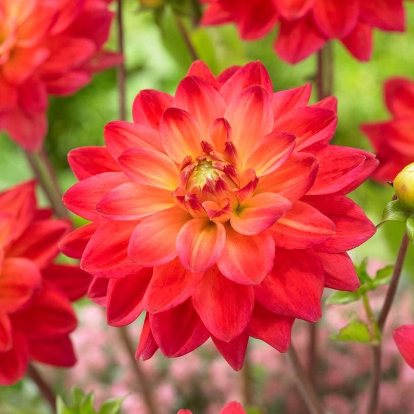 Dahlia Dekorativ Red Silence 1st