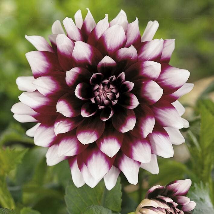 Dahlia Dekorativ Mystery Day
