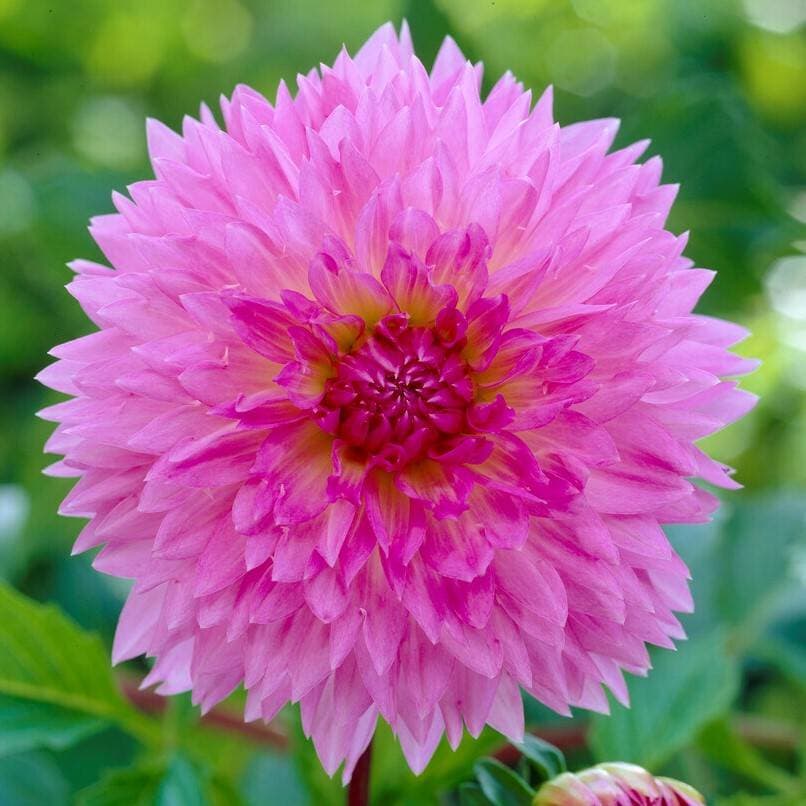 Dahlia Dekorativ Fubuki Sakura 1st
