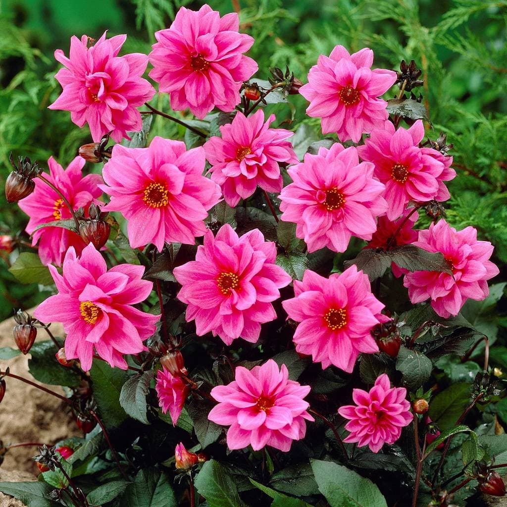 Dahlia Pion Fascination 1st