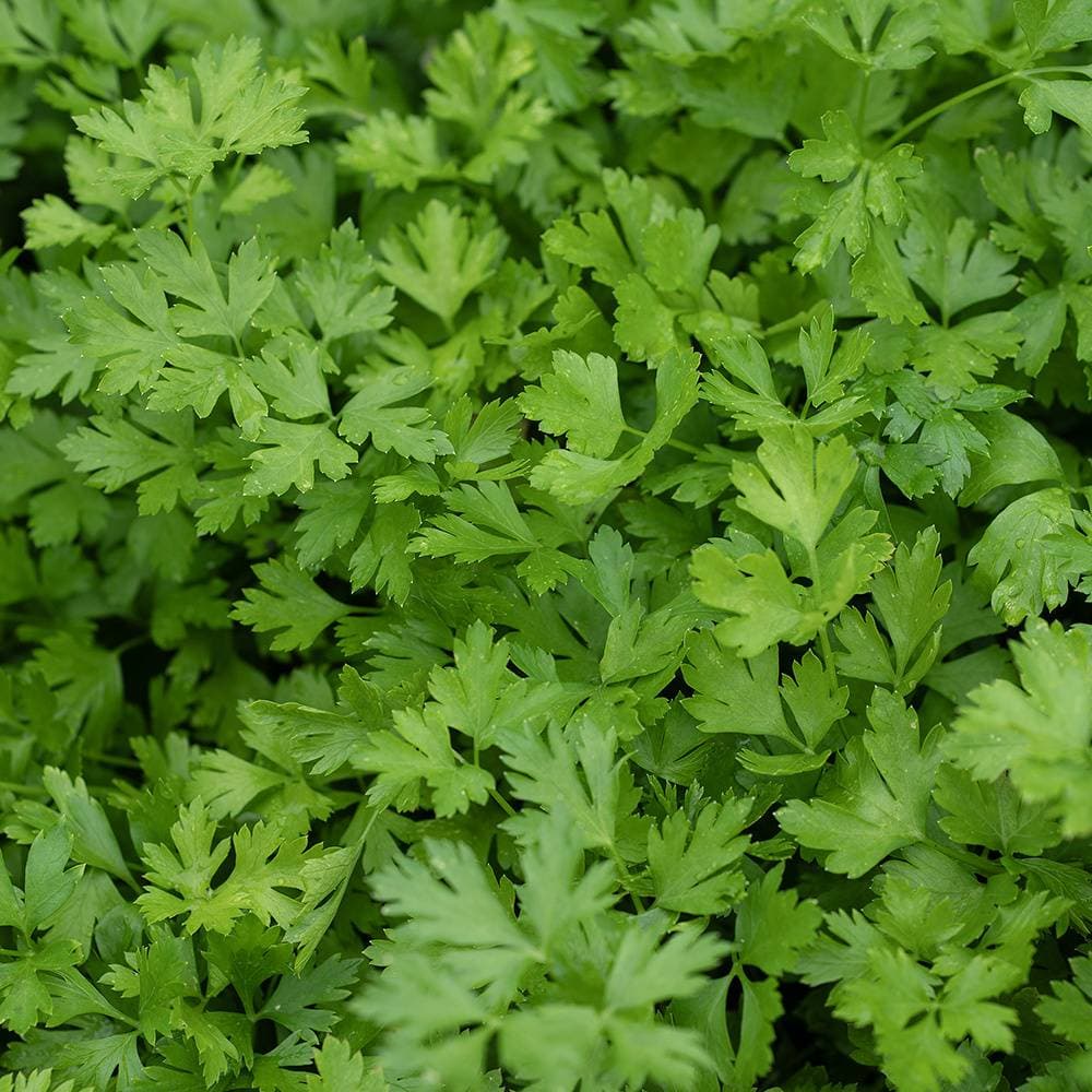 Ekologisk Bladpersilja (Petroselinum Crispum Foliosum) Frön
