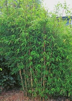 Omnia Garden Stor Bergbambu Dino 2L Grön 1-Pack
