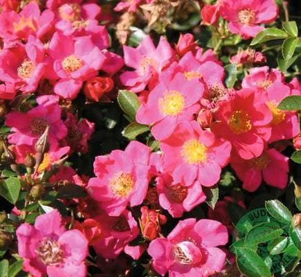 Omnia Garden Buskros Rosa 1-Pack