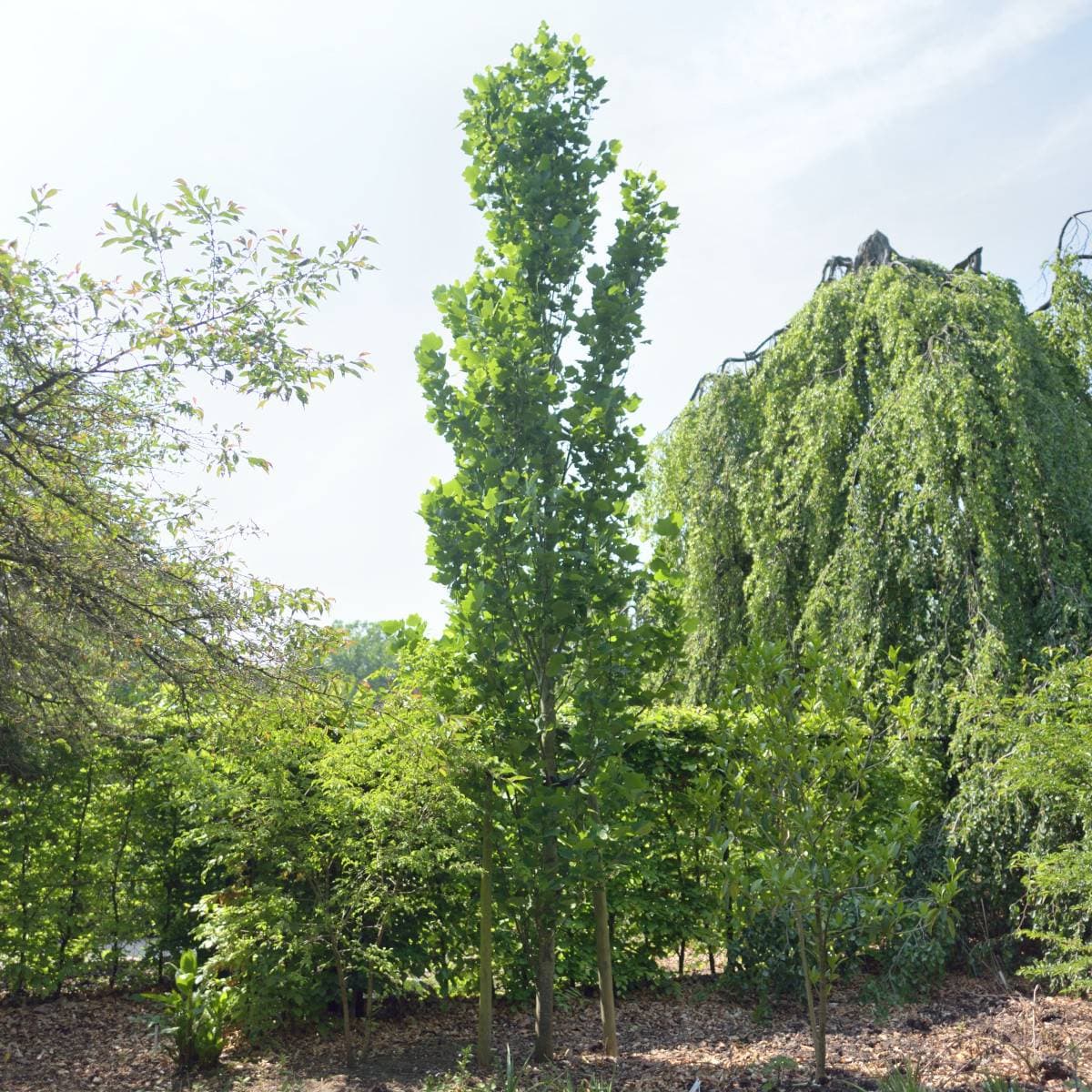 Pelartulpanträd Liriodendron Tulipifera Fastigiatum Utr 125-150 C12