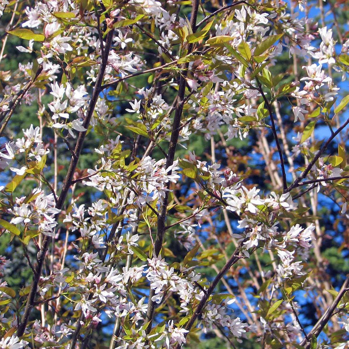 Storblommig Häggmispel Amelanchier Grandiflora Robin Hill 150 Stam C10