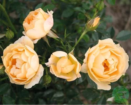 Omnia Garden Buskros Rosa 5 Pack