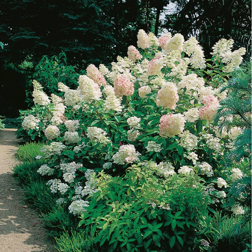 Omnia Garden Syrenhortensia Vit 20-50 cm Krukodlad