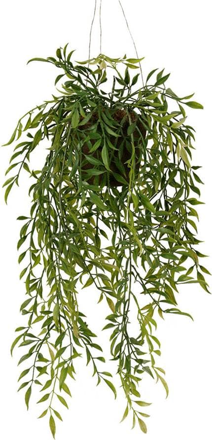 Ampelväxt Hoya 47 cm